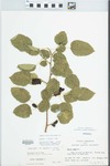 Morus alba var. tatarica (L.) Ser. by John E. Ebinger