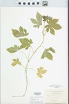 Humulus japonicus Siebold & Zucc. by George Neville Jones