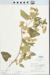 Humulus lupulus L. by Charles J. Mertz