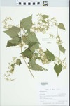Humulus lupulus L.