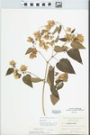 Humulus lupulus L. by George Neville Jones