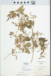 Humulus lupulus L. by George Neville Jones