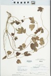 Humulus lupulus L. by Larry Dennis