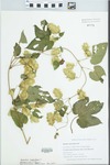 Humulus lupulus L. by Bryan P. Schroeder