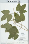 Humulus lupulus L. by John E. Ebinger