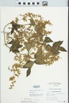 Humulus lupulus L. by Ben L. Dolbeare