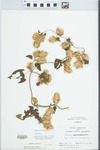 Humulus lupulus L. by Randy Vogel