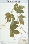 Humulus lupulus L. by H. G. Sampson