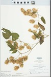 Humulus lupulus L. by John E. Ebinger