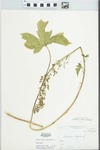 Humulus lupulus L. by Leland Jacob Gier