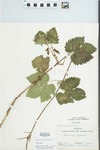 Humulus lupulus L. by T. Clark