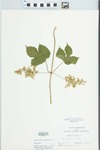 Humulus lupulus L. by W. Gerlach