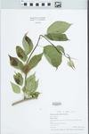 Maclura pomifera (Raf.) Schneid.