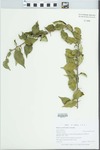 Maclura pomifera (Raf.) Schneid. by Gordon C. Tucker