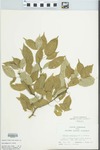 Maclura pomifera (Raf.) Schneid. by T. Phipps