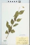 Maclura pomifera (Raf.) Schneid. by J. T. McGinnis, Hiram F. Thut, and Frank Pixley