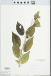 Maclura pomifera (Raf.) Schneid. by L. Horton