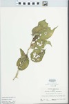 Maclura pomifera (Raf.) Schneid. by John E. Ebinger