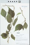 Maclura pomifera (Raf.) Schneid. by Loy R. Phillippe and Paul B. Marcum