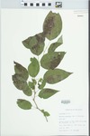 Maclura pomifera (Raf.) Schneid. by John E. Ebinger