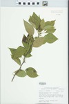 Maclura pomifera (Raf.) Schneid.