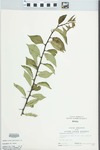 Maclura pomifera (Raf.) Schneid. by Larry Dennis
