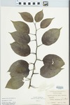 Maclura pomifera (Raf.) Schneid. by G. J. Norwood