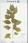 Maclura pomifera (Raf.) Schneid. by P. Phillippe