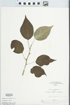 Maclura pomifera (Raf.) Schneid. by C. Ben White