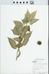 Maclura pomifera (Raf.) Schneid. by D. Seigler, John E. Ebinger, H. Clarke, and K. Readel