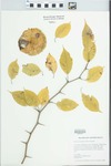 Maclura pomifera (Raf.) Schneid. by Christopher T. Martine