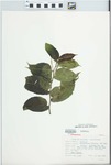 Maclura tinctoria D.Don ex Steud. by FAO