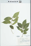 Maclura tinctoria D.Don ex Steud. by FAO