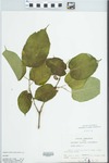 Morus rubra L. by John E. Ebinger