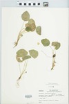 Dorstenia jamaicensis Britton by Fred A. Barkley and Arther W. Sutton