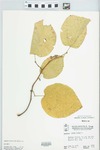 Morus rubra L. by W. McClain