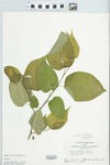 Morus rubra L. by John E. Ebinger