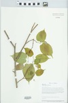Morus rubra L. by Loy R. Phillippe, Paul B. Marcum, and Richard L. Larimore