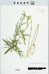 Cannabis sativa L. by John E. Ebinger