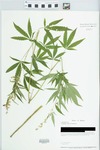Cannabis sativa L. by Loy R. Philippe