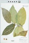 Ficus aspera G.Forst. by Richard J. Abbott