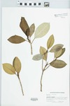 Ficus aurea Nutt. by Richard J. Abbott