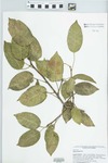 Ficus aurea Nutt. by Richard J. Abbott