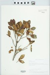 Ficus aurea Nutt. by Roy Nelson, Betty Nelson, and LaVerne Sumner