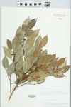 Ficus benjamina L. by Betty Nelson, Roy Nelson, and LaVerne Sumner
