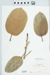 Ficus aurea Nutt. by F. L. Curry