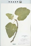 Ficus carica L. by H. M. Parker