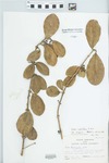 Ficus citrifolia Mill. by W. McClain