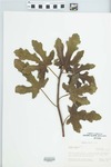 Ficus carica L. by Kevin Bryne
