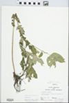 Lysimachia vulgaris L. by John E. Ebinger